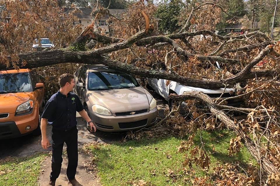 know when a tree should be removed