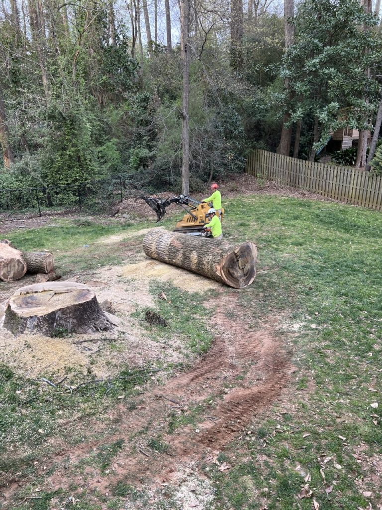 Professional Tree Removal in Alpharetta 1 Atlanta tree removal and stump grinding