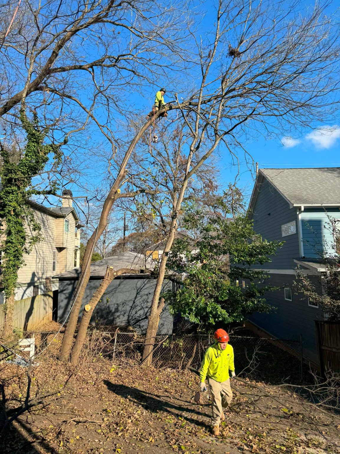 Georgia Tree Laws: Removal Permits & Liability Guide
