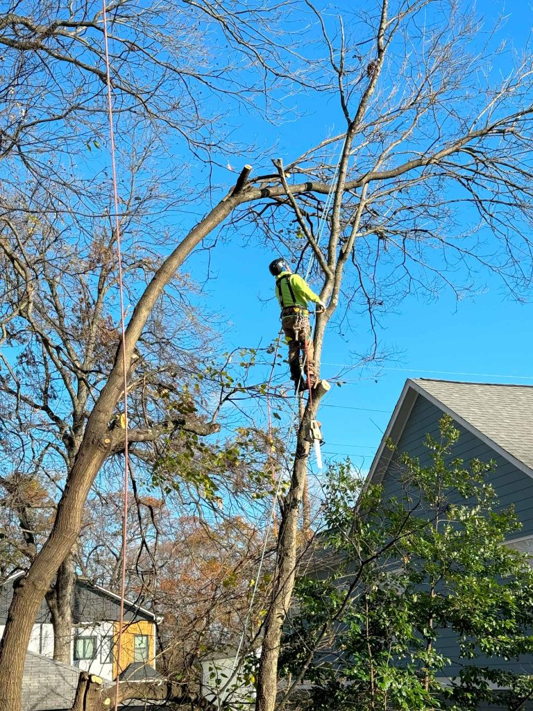 professional tree removal in atlanta