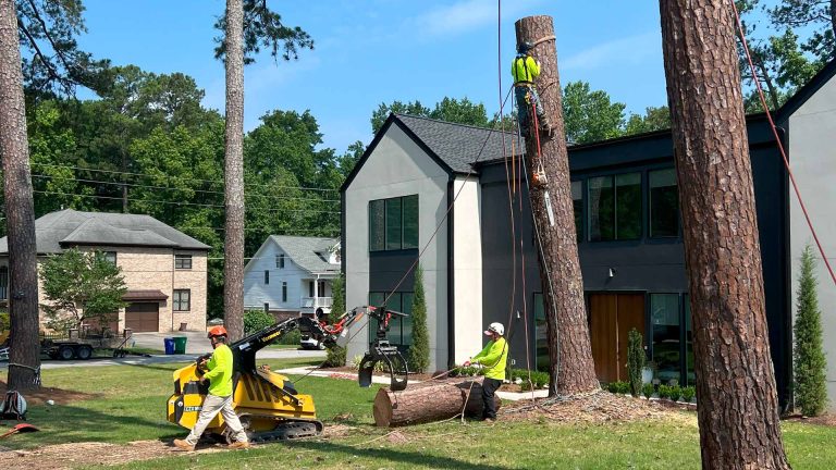 tree removal