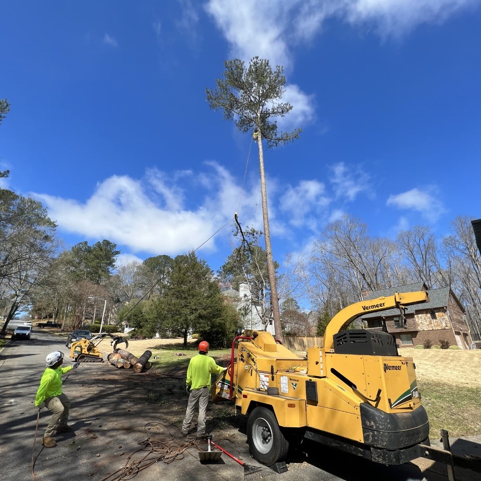 tall tree removal