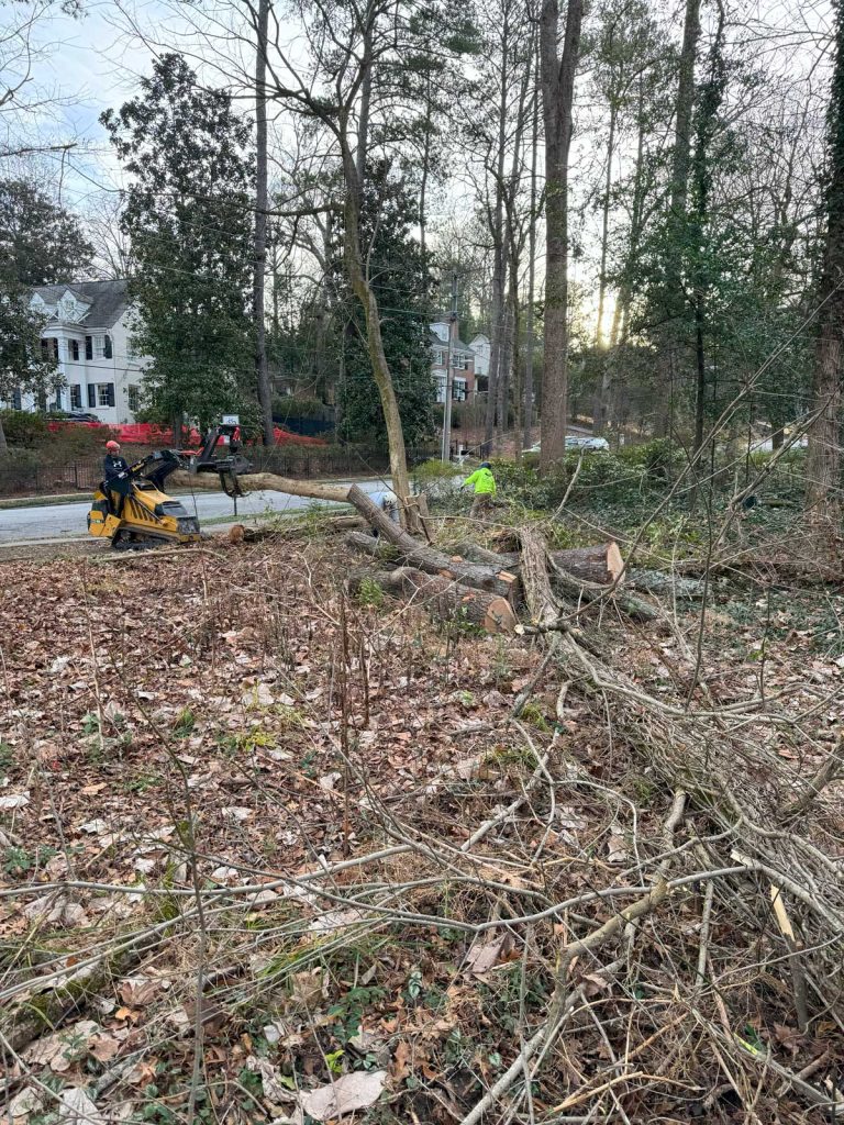 tree removal debris cleanup