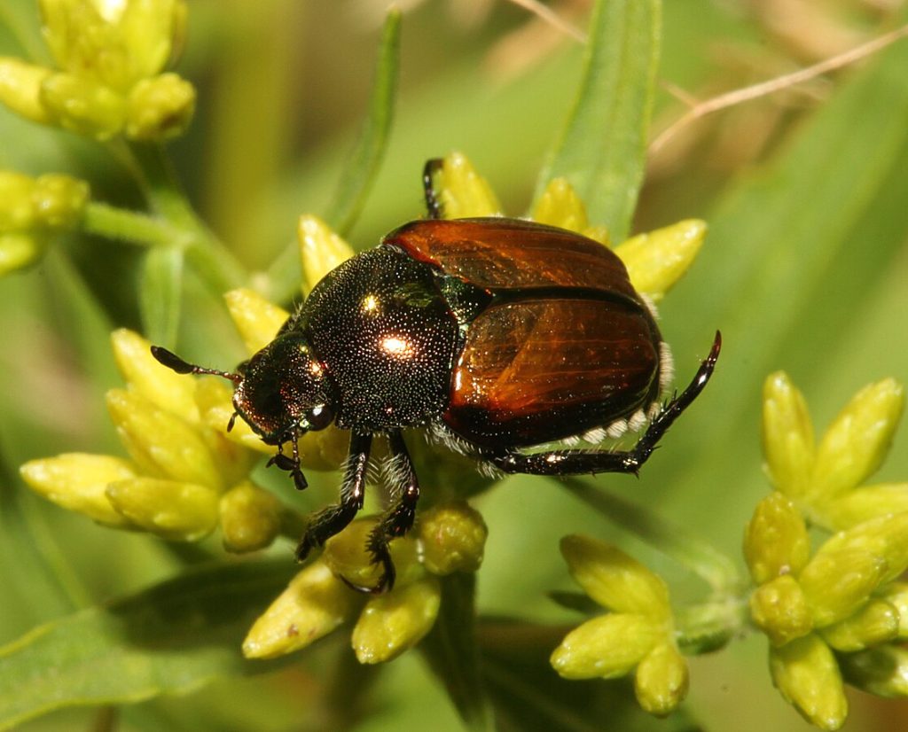 Japanese Beetle