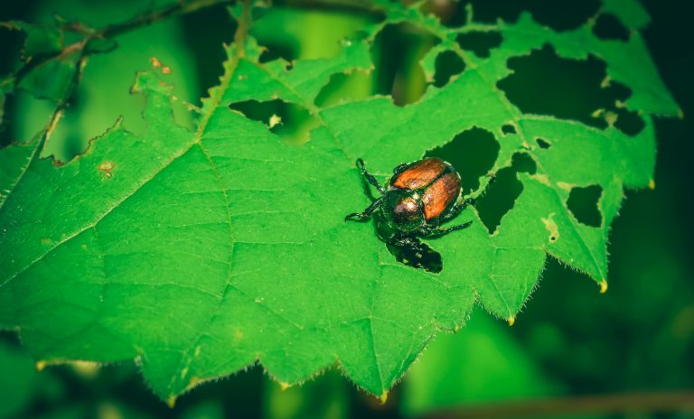 japanese beetle