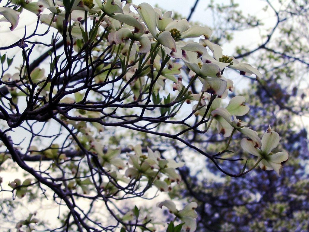 Why Do Trees Need Pruning? A Spring Guide for Atlanta Property Owners 1 dogwood tree spring pruning