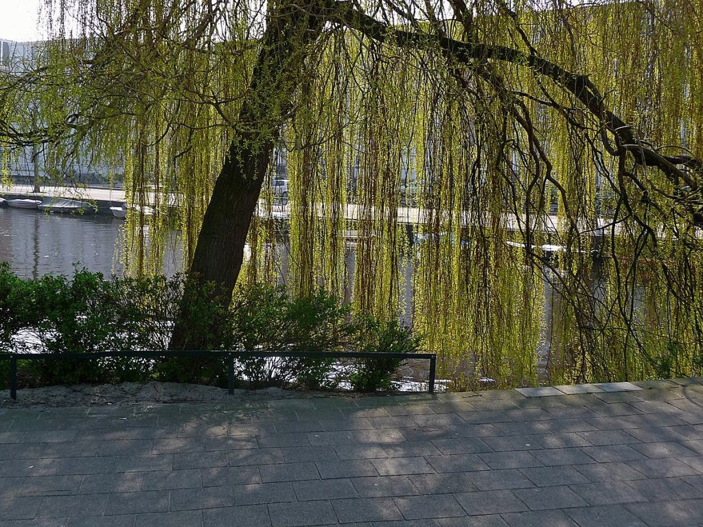 weeping willow healthy growth