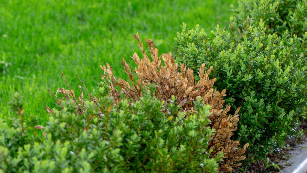 boxwood blight care