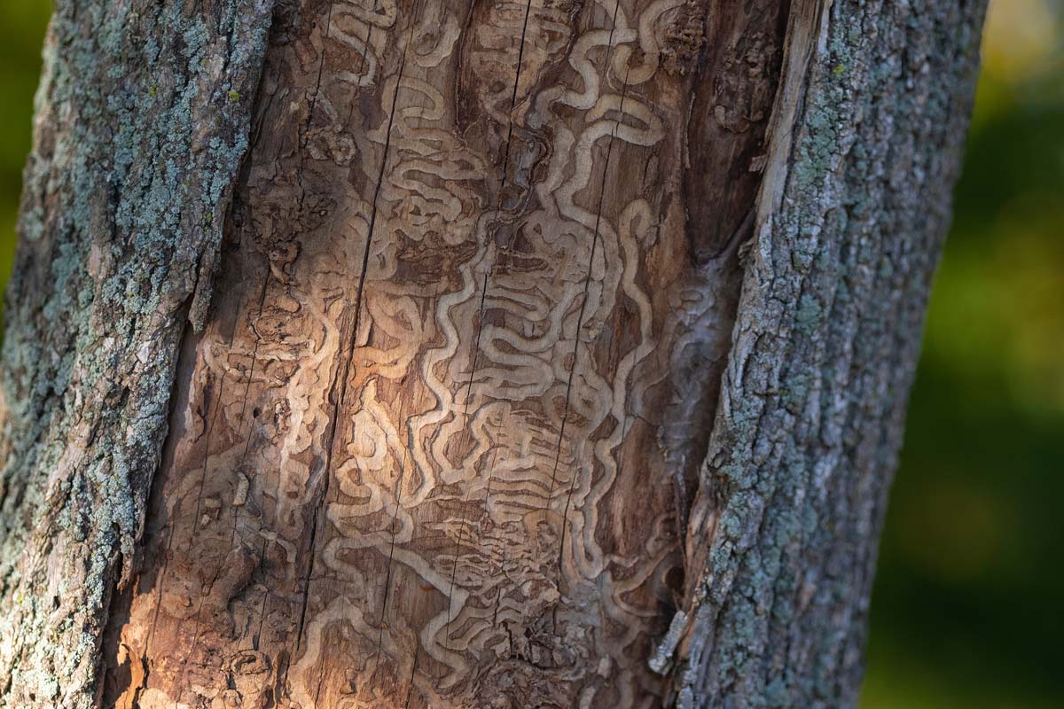 Identifying Declining Trees: A Homeowner’s Guide 4 emerald ash borer tunnels in tree