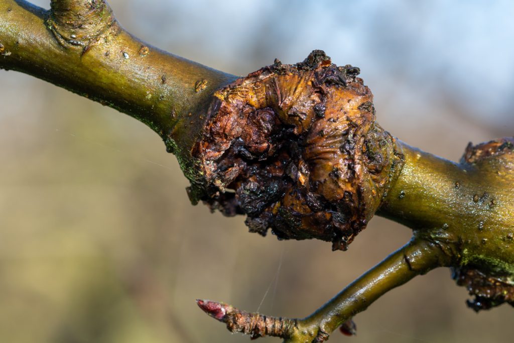 Identifying Declining Trees: A Homeowner’s Guide 2 tree canker disease