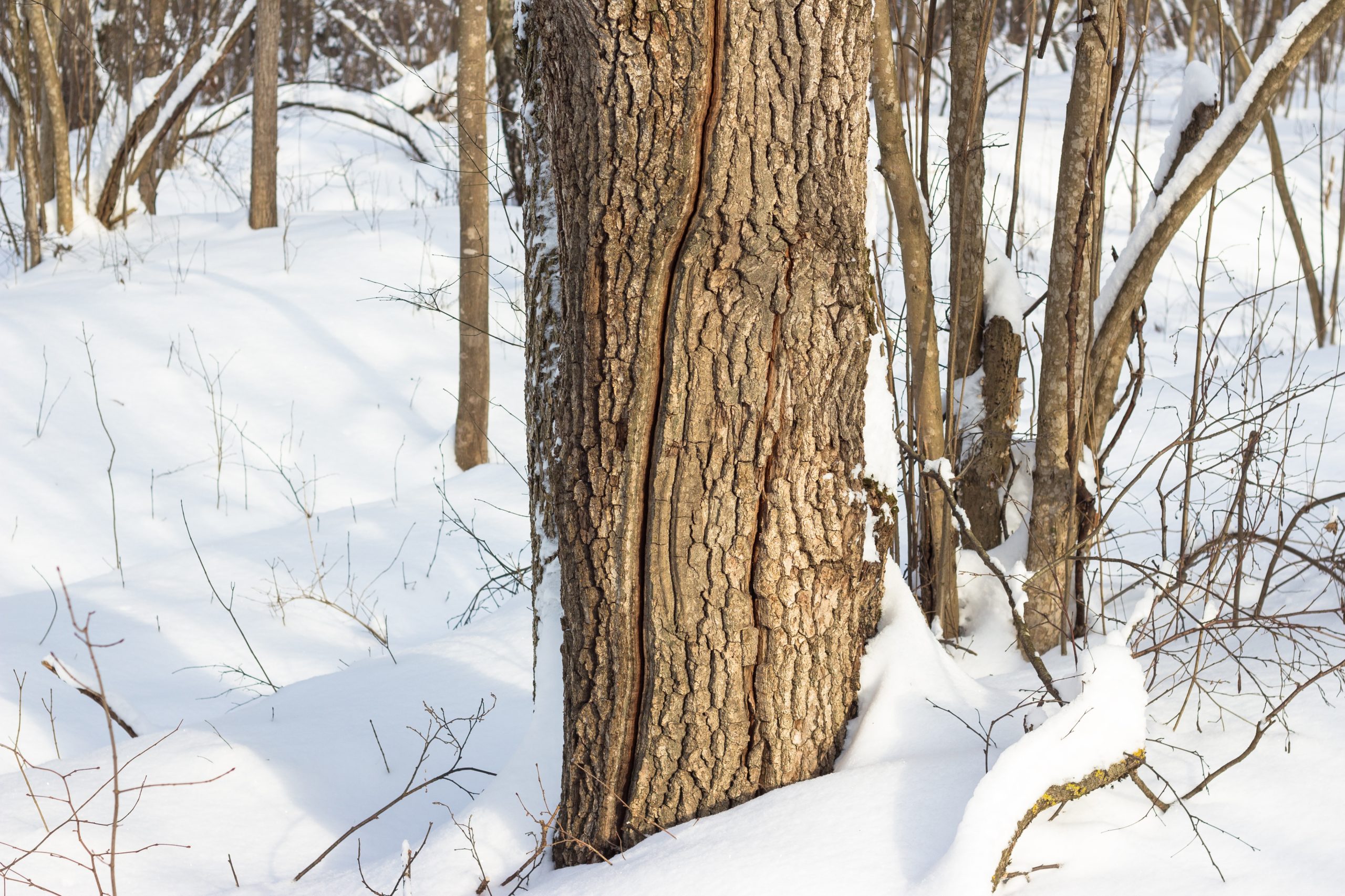 Identifying Declining Trees: A Homeowner’s Guide - Green America Tree Care