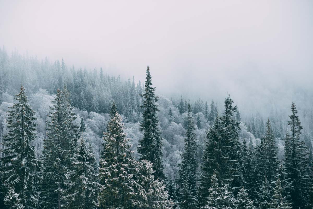 winter tree care