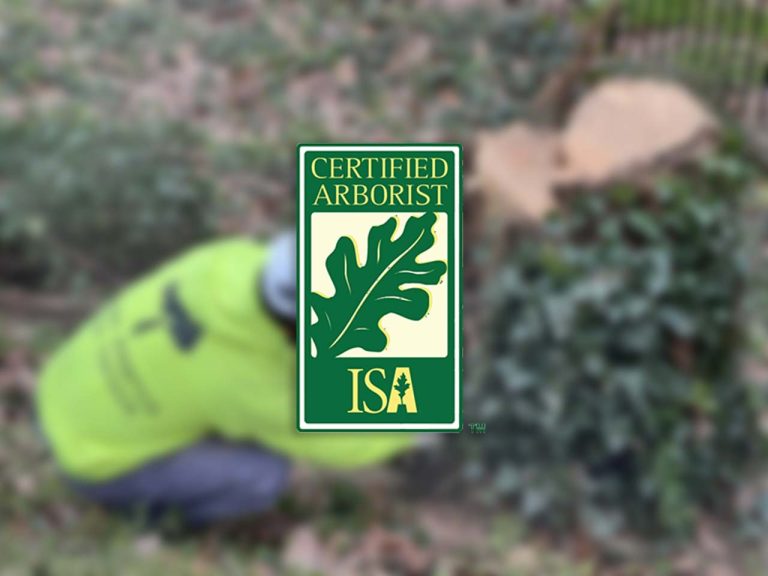 certified arborist