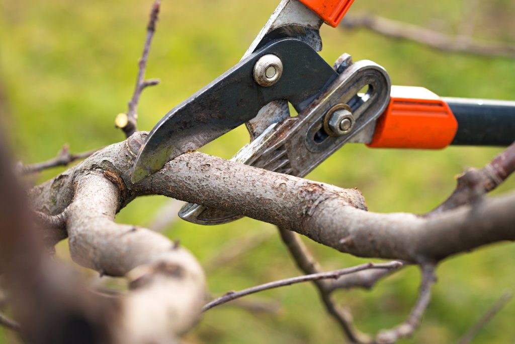 Winter Tree Pruning: Keep Your Trees Happy and Healthy 2 tree pruning
