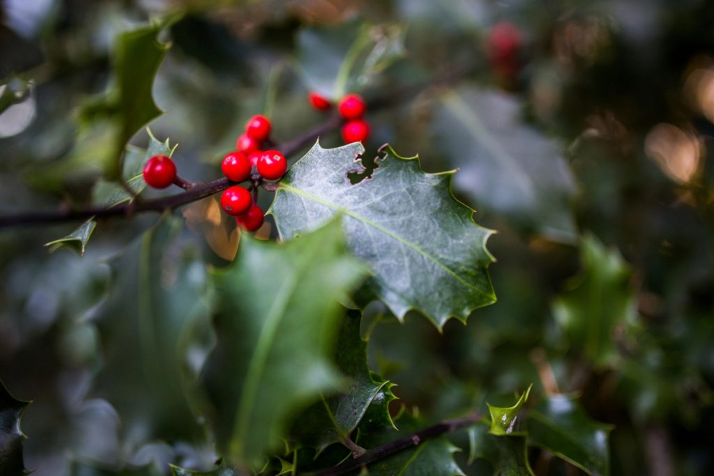 american holly tree