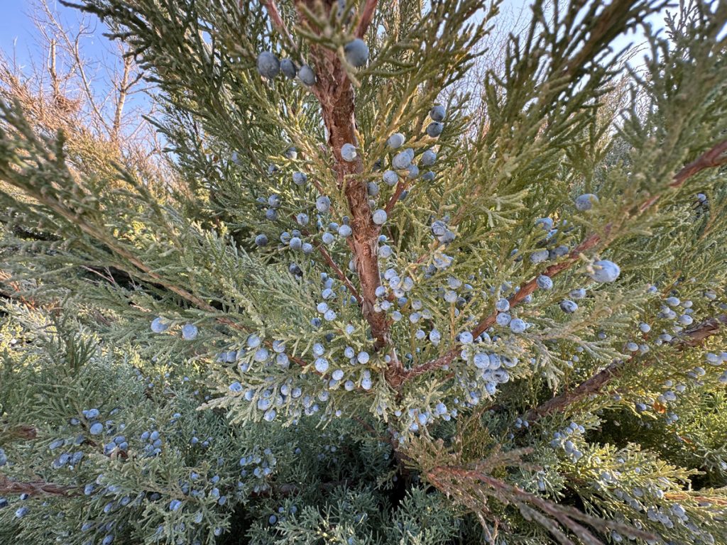 eastern red cedar