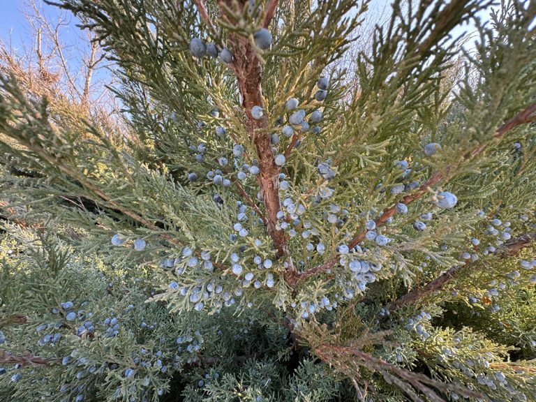 tree canker and cavity solutions