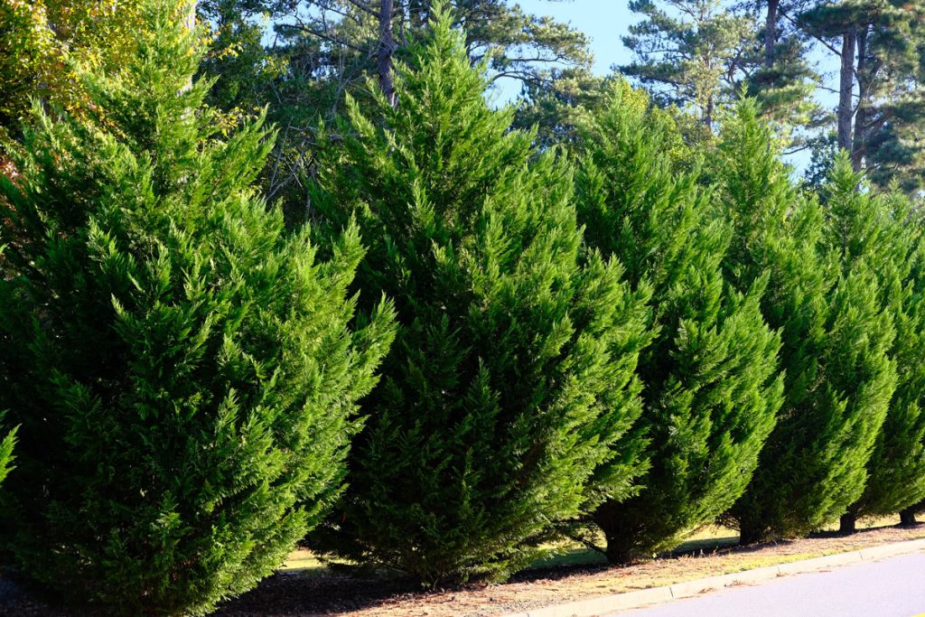 leyland cypress tree for privacy