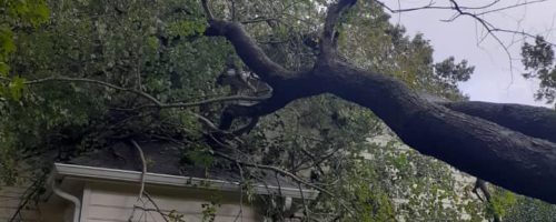 georigia tree storm cleanup
