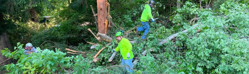 professional-tree-removal-crew